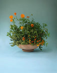 Ada Planter by Bergs Potter