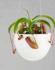 White Hanging Planter by Angus & Celeste