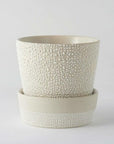 Water Bead Plant Pot by Angus & Celeste