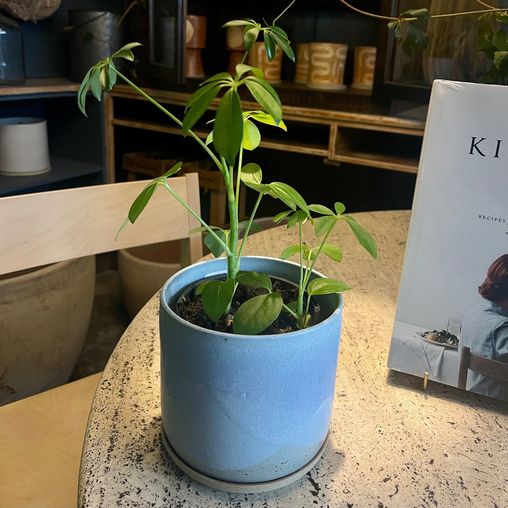 Dwarf Umbrella Tree (Schefflera arboricola)