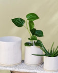 White Bench Planter by Jenn Johnston - THE PLANT SOCIETY