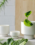 White Collectors Gro Pot by Angus & Celeste - THE PLANT SOCIETY