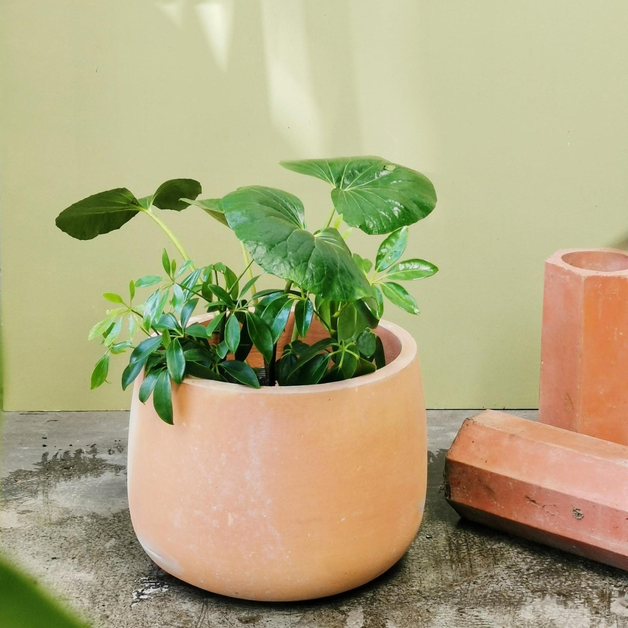 Bari Planter - THE PLANT SOCIETY