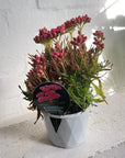 Kalanchoe Tarantula (Kalanchoe katapifa 'tarantula')