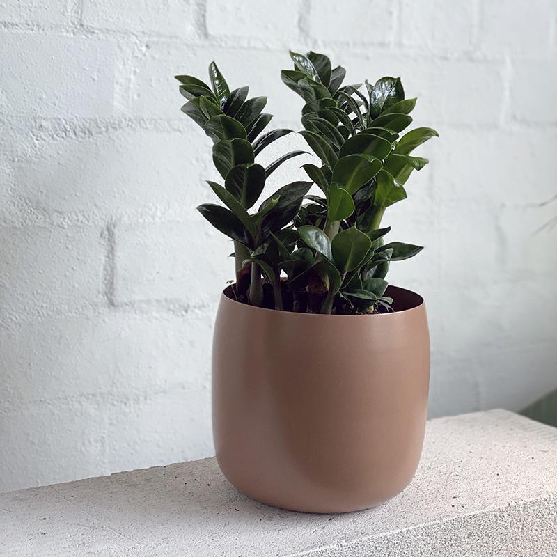 Zanzibar Gem (Zamioculcas zamiifolia 'Zenzii') - THE PLANT SOCIETY