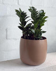 Zanzibar Gem (Zamioculcas zamiifolia 'Zenzii') - THE PLANT SOCIETY