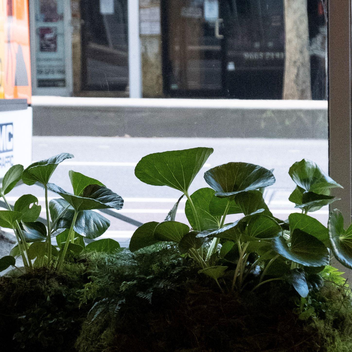 Tractor Seat Plant (Ligularia) - THE PLANT SOCIETY