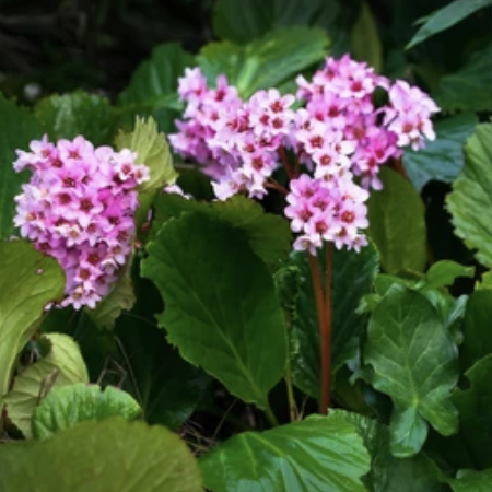 Bergenia 'Assorted'
