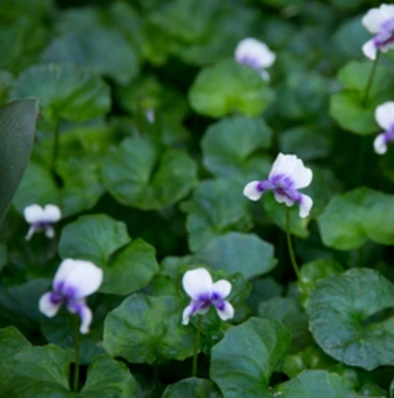 Native Violet (Viola Hederacea)