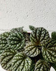 Peperomia 'Burbella'
