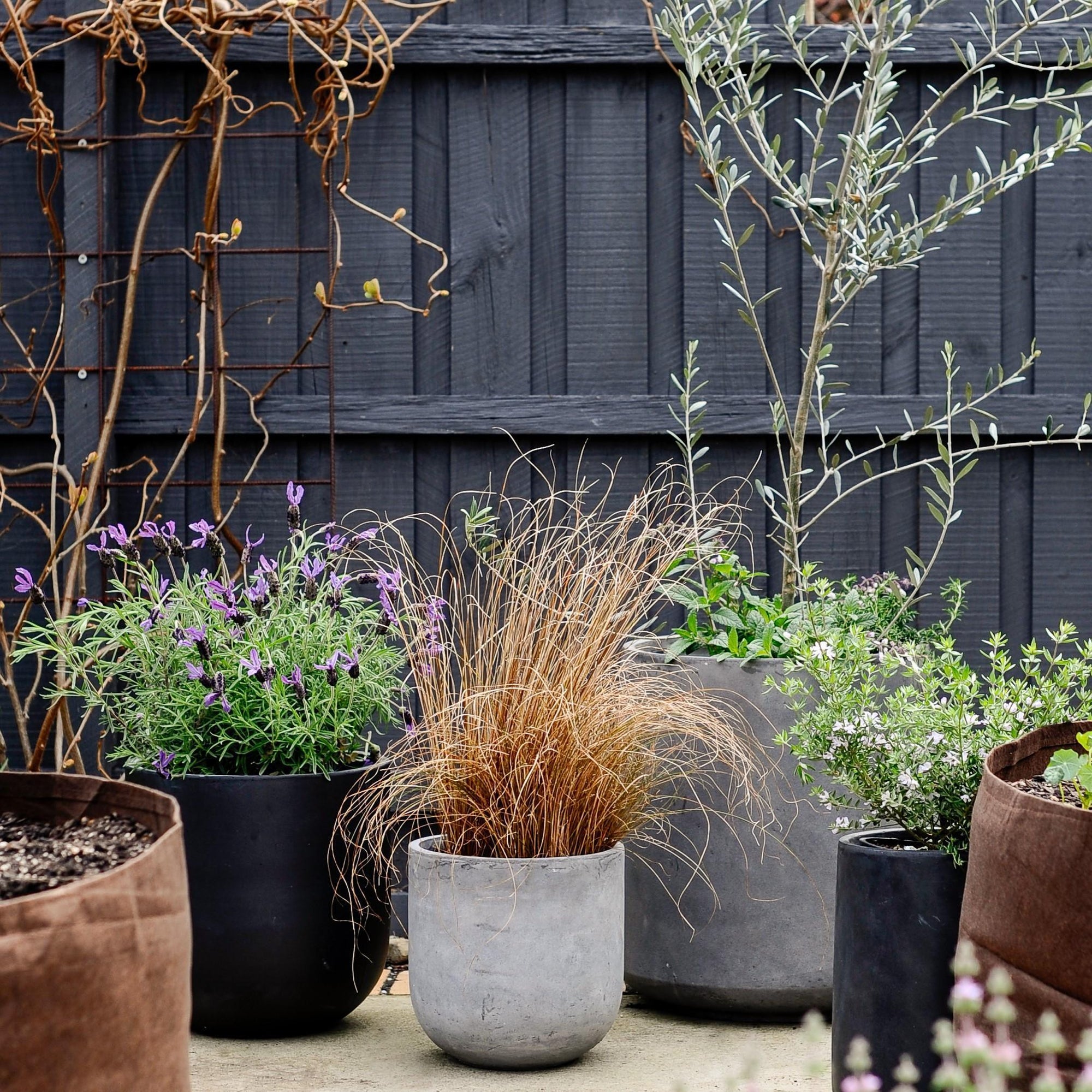 Urban & Contemporary Collections by The Plant Society - THE PLANT SOCIETY
