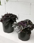 Spiderwort (Tradescantia zebrina) - THE PLANT SOCIETY