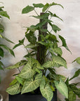 Arrowhead Plant (Syngonium podophyllum)