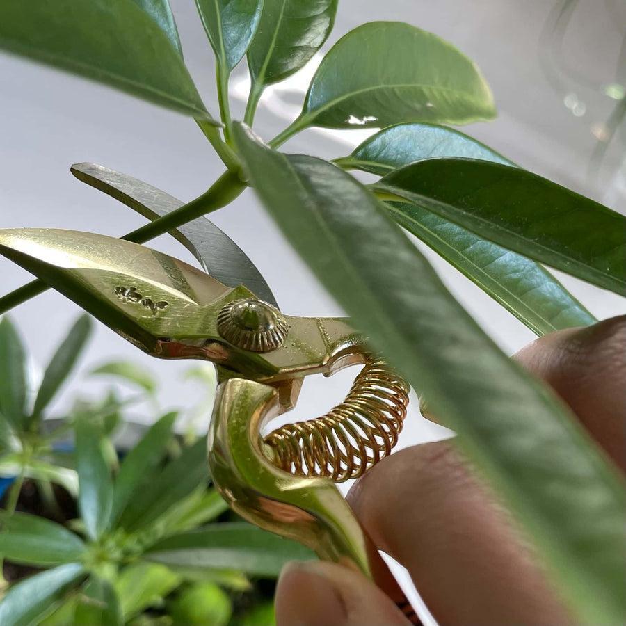 The Plant Society x Mini Secateurs - THE PLANT SOCIETY