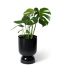 Small Goblet Planter by Lightly