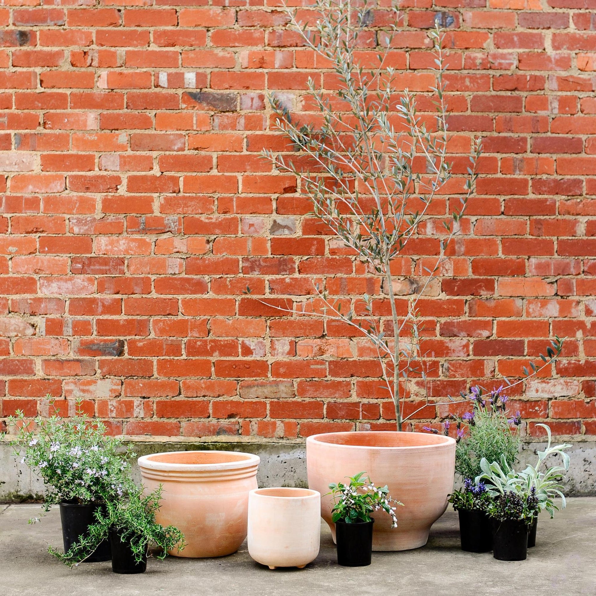 Terracotta Collection by The Plant Society - THE PLANT SOCIETY