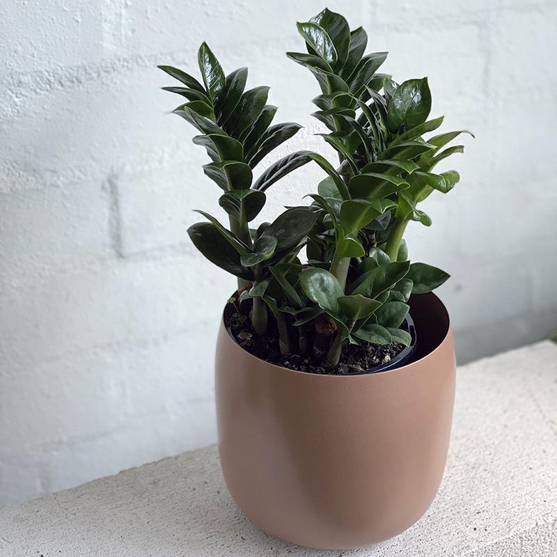 Zanzibar Gem (Zamioculcas zamiifolia 'Zenzii') - THE PLANT SOCIETY