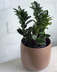 Zanzibar Gem (Zamioculcas zamiifolia 'Zenzii') - THE PLANT SOCIETY