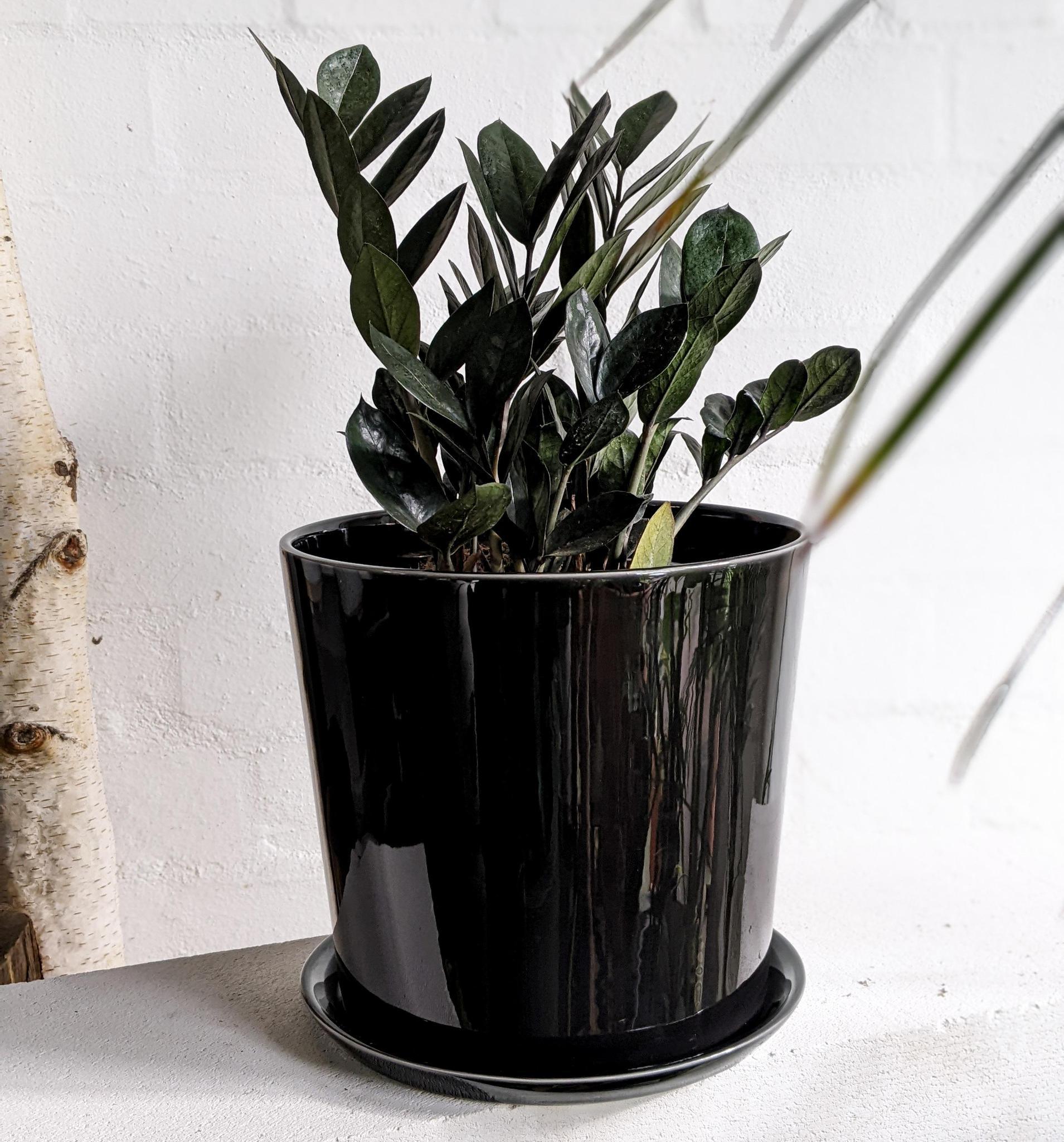 jungle warrior zz plant Zamioculcas zamifolia 'Jungle Warrior' (Zanzibar Gem)