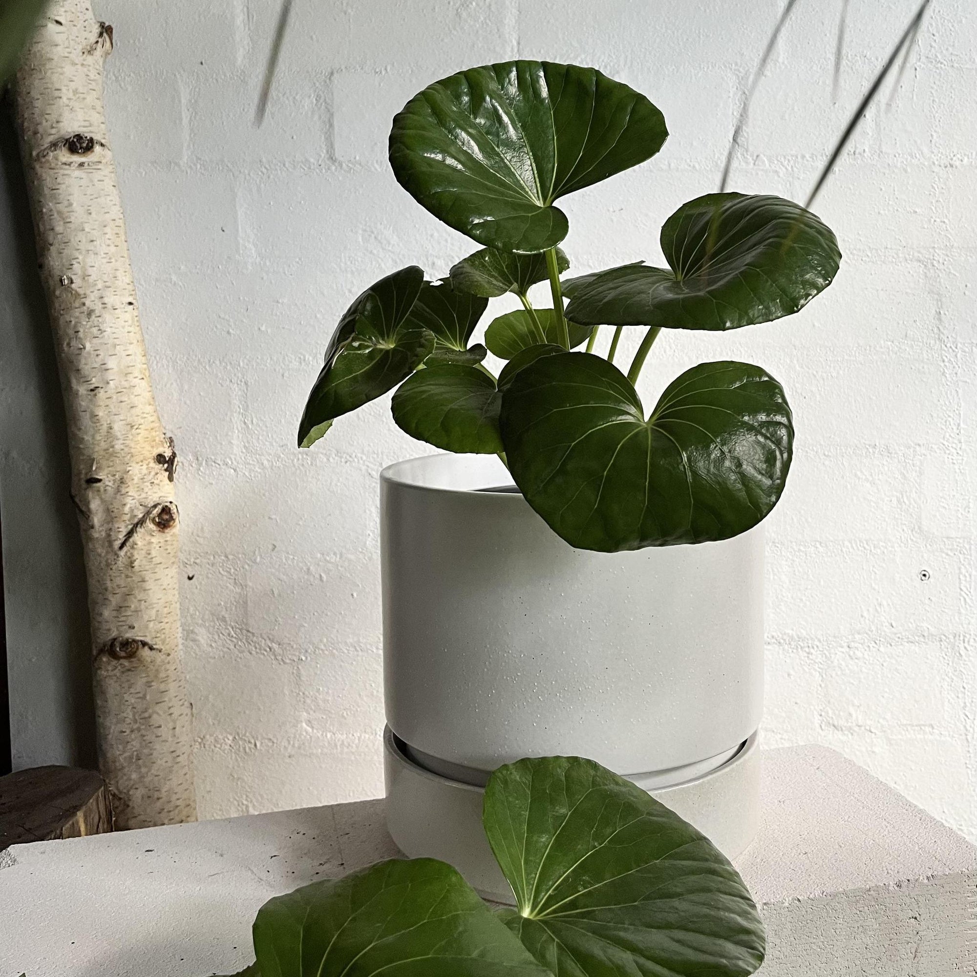 Tractor Seat Plant (Ligularia) - THE PLANT SOCIETY