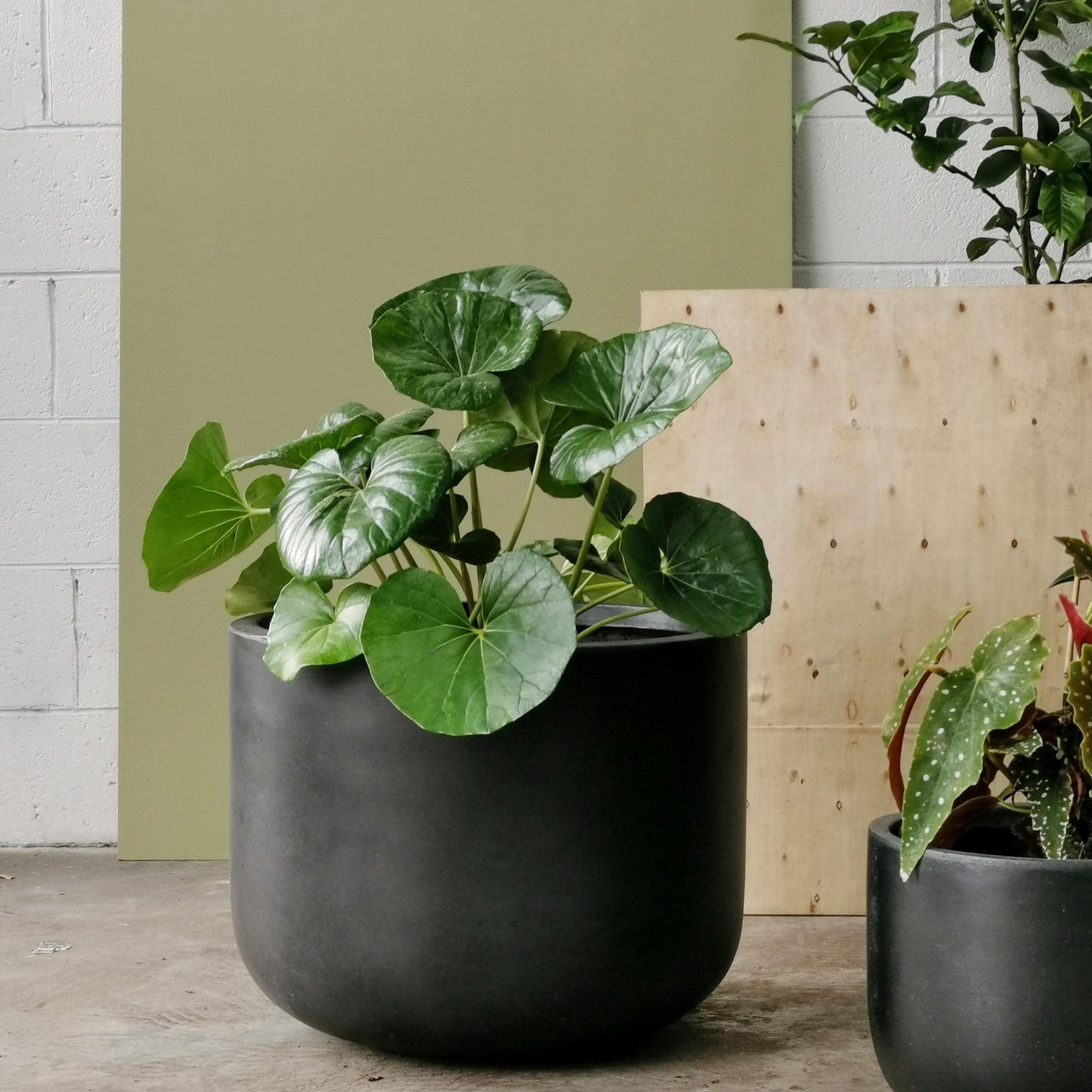 Gardeners Planter - Charcoal - THE PLANT SOCIETY