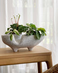 Trifango Planter by Buzzby & Fang