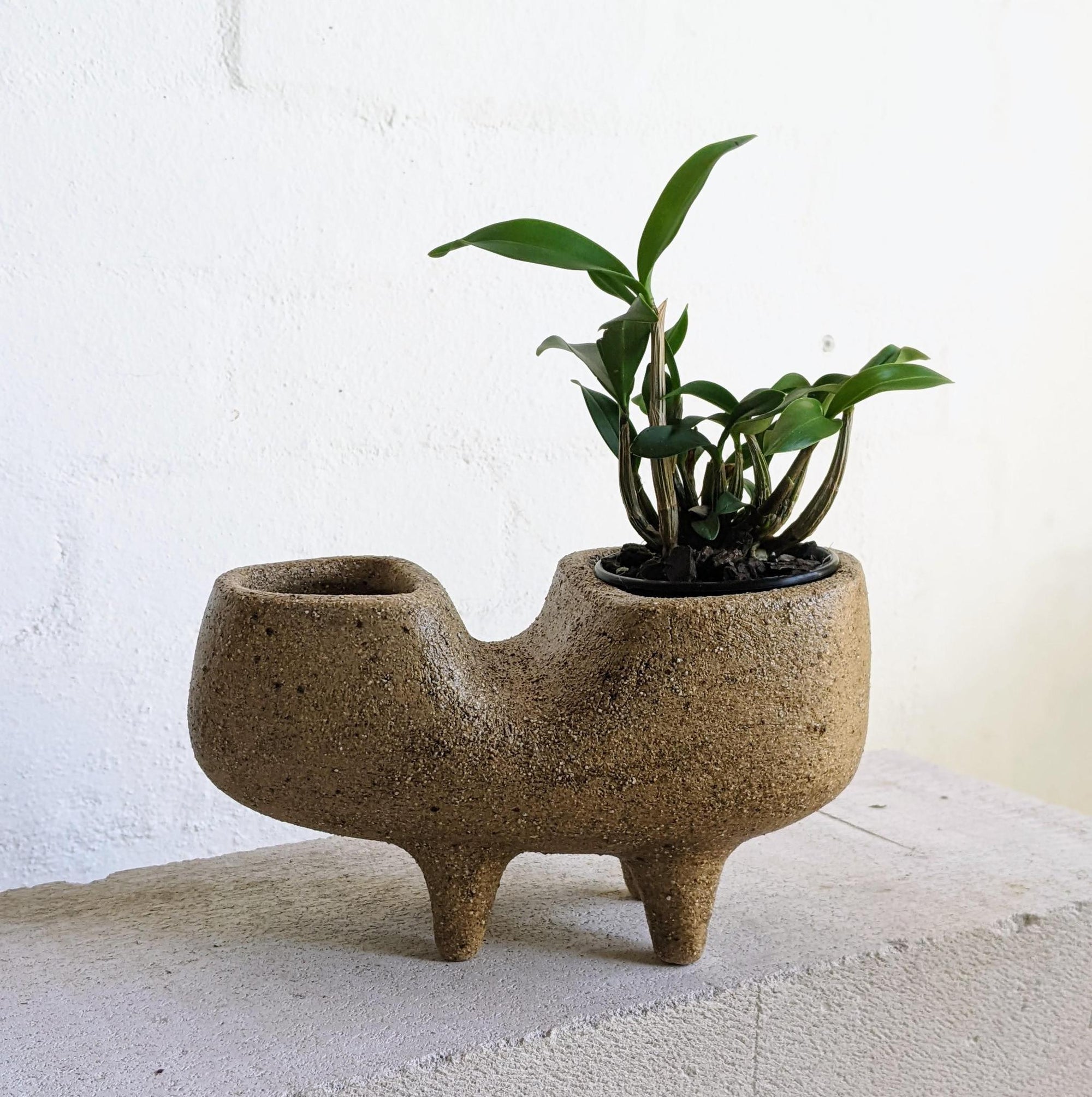Tropic of Fango by Buzzby & Fang - THE PLANT SOCIETY