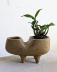 Tropic of Fango by Buzzby & Fang - THE PLANT SOCIETY