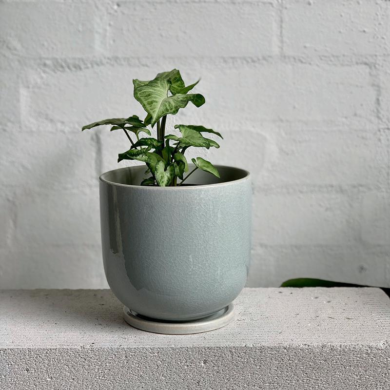 Arrowhead Plant (Syngonium podophyllum) - THE PLANT SOCIETY