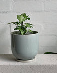 Arrowhead Plant (Syngonium podophyllum) - THE PLANT SOCIETY