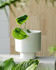 White Collectors Gro Pot by Angus & Celeste - THE PLANT SOCIETY