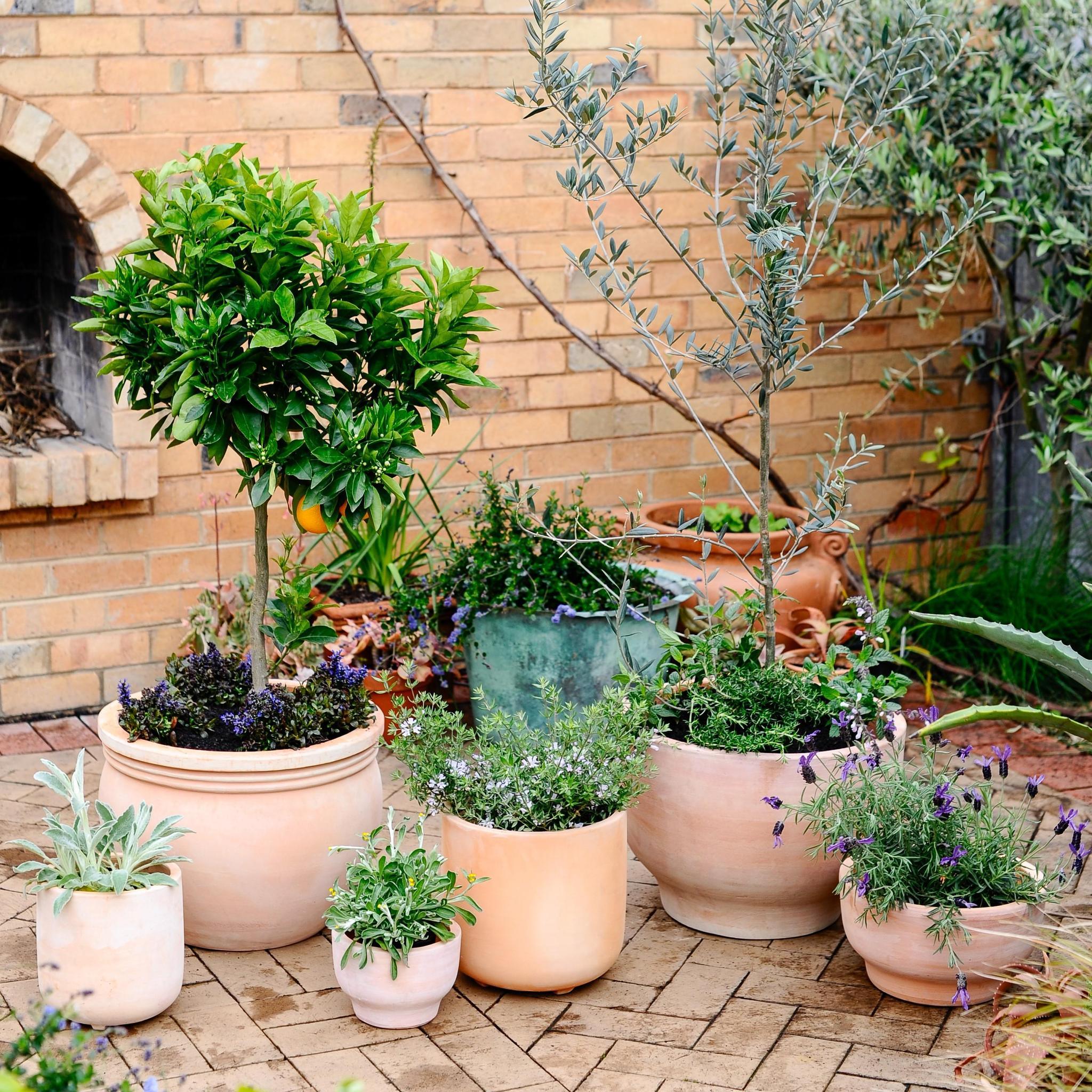 Terracotta Collection by The Plant Society Terracotta Collection by The Plant Society