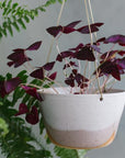 Misty Morning Brass Hanging Planter by Leaf & Thread - THE PLANT SOCIETY