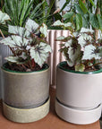 Painted Leaf Begonia (Begonia rex) - THE PLANT SOCIETY