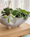 Trifango Planter by Buzzby & Fang