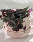 Spiderwort (Tradescantia zebrina)