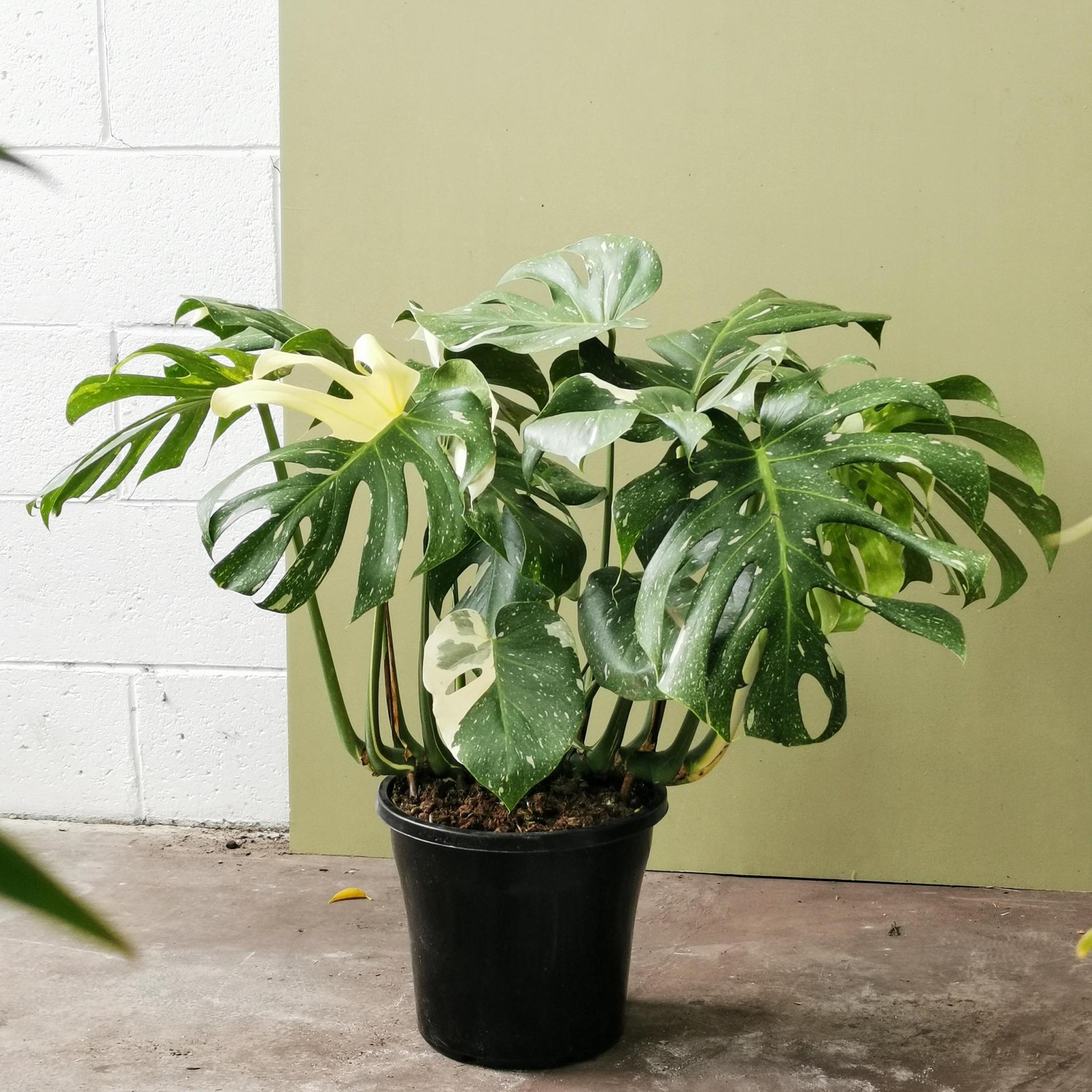 variegated monstera deliciosa for sale australia Variegated Monstera (Monstera deliciosa 'thai constellation') – THE PLANT  SOCIETY