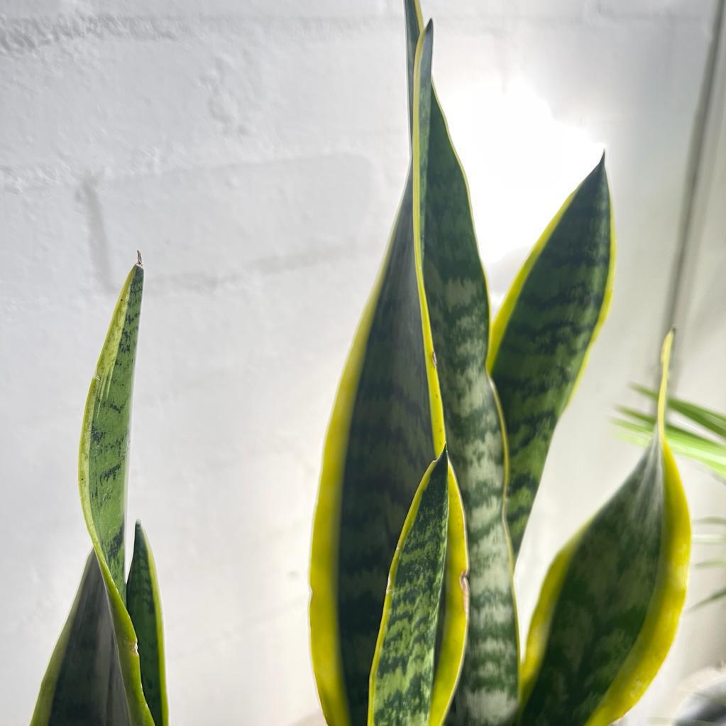 sansevieria yellow edges Snake Plant Yellow Edge (Sansevieria trifasciata 'Laurentii')