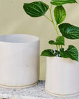 White Bench Planter by Jenn Johnston - THE PLANT SOCIETY