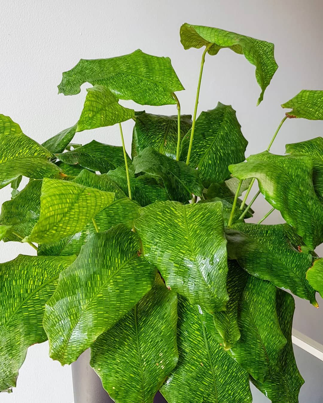 Peacock Plant (Calathea 'Musaica')