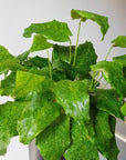 Peacock Plant (Calathea 'Musaica')