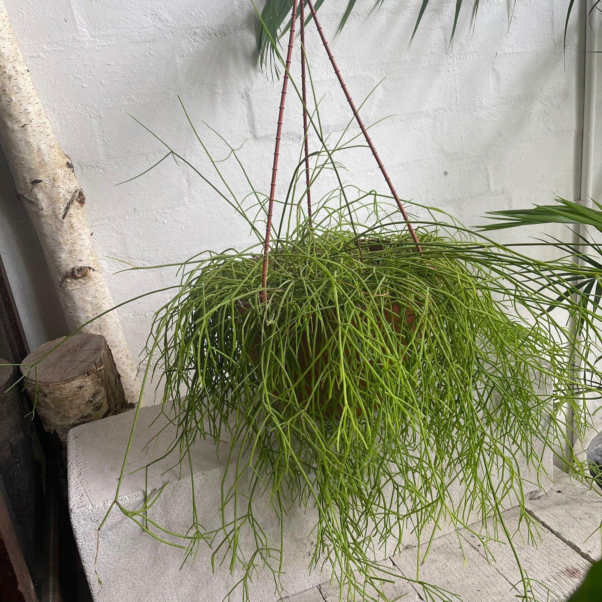 Mistletoe cactus (Rhipsalis) Assorted