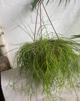 Mistletoe cactus (Rhipsalis) Assorted