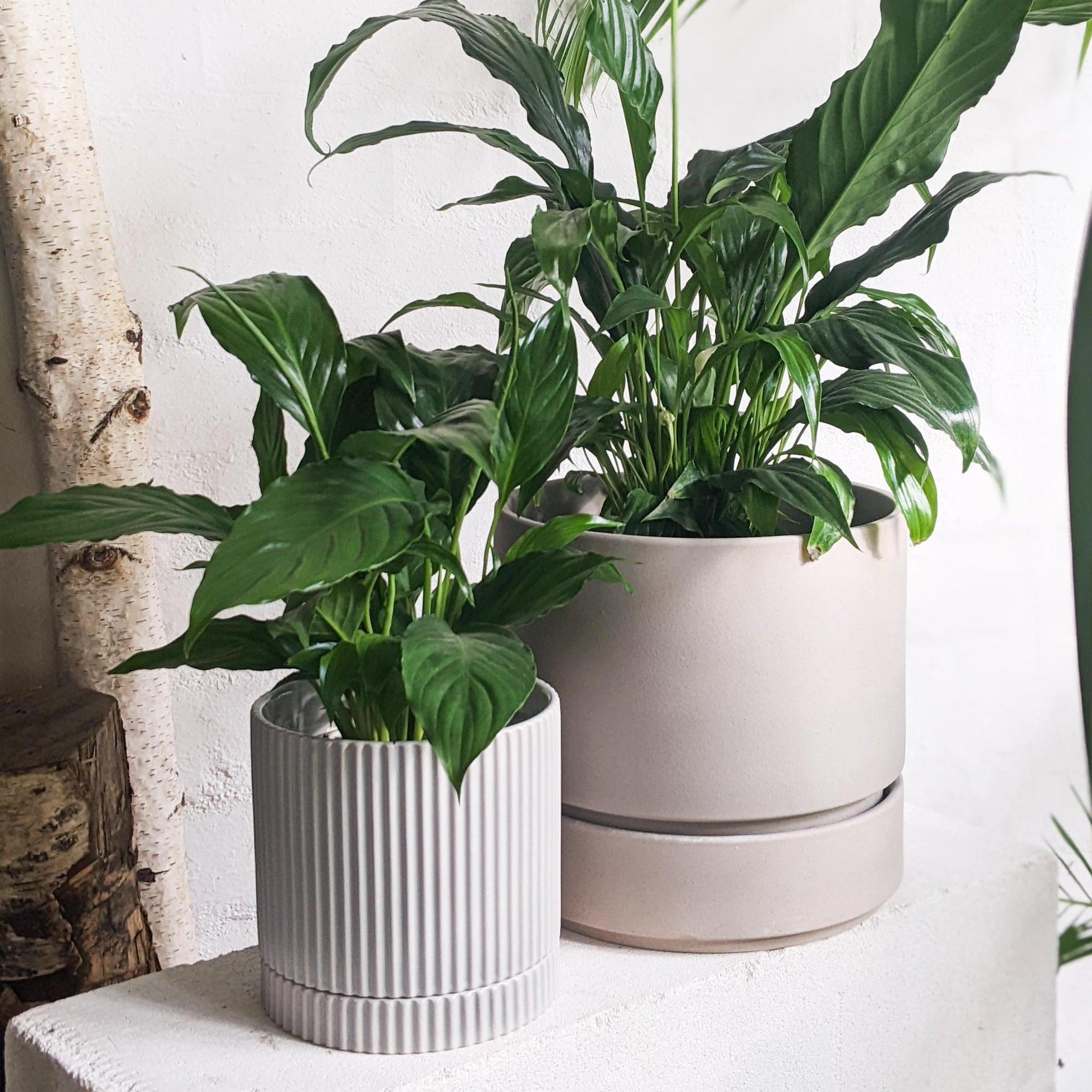 Peace Lily (Spathiphyllum) - THE PLANT SOCIETY