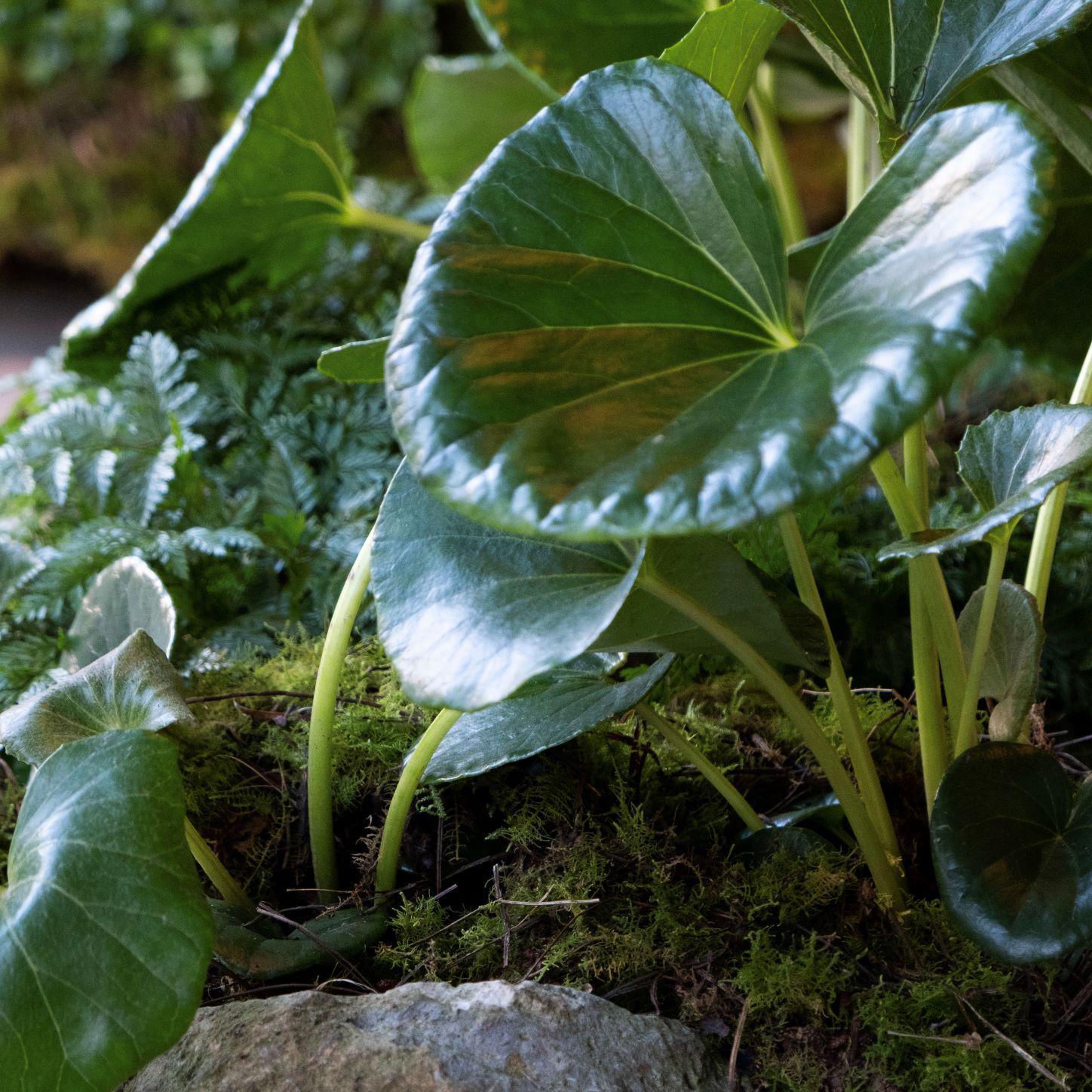 Tractor Seat Plant (Ligularia) - THE PLANT SOCIETY