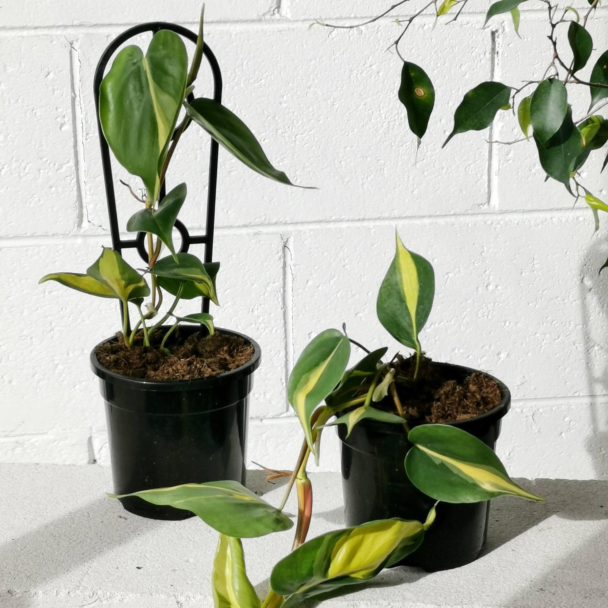 Philodendron Brasil (Philodendron hederaceum 'brasil') - THE PLANT SOCIETY