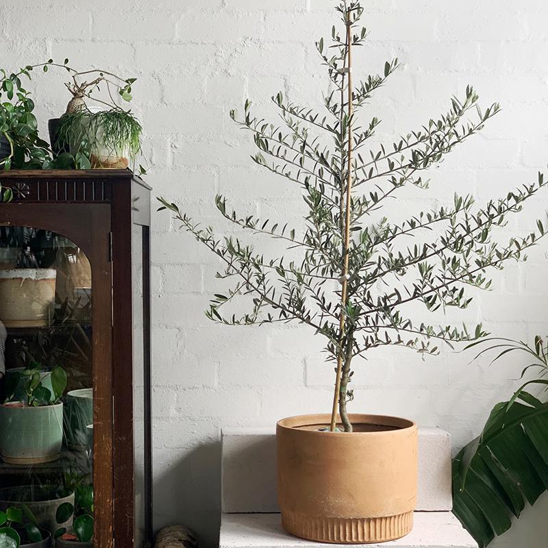 Olive Tree (Assorted) – THE PLANT SOCIETY