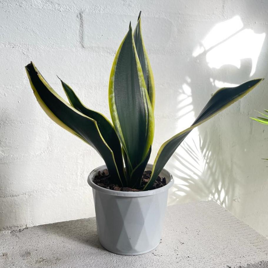 snake plant with yellow edges name Snake Plant Thick Yellow Edge (Sansevieria trifasciata 'Black Gold')