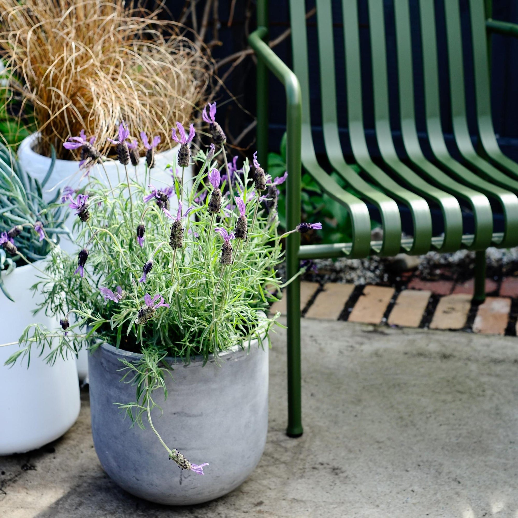 U-Planter - THE PLANT SOCIETY