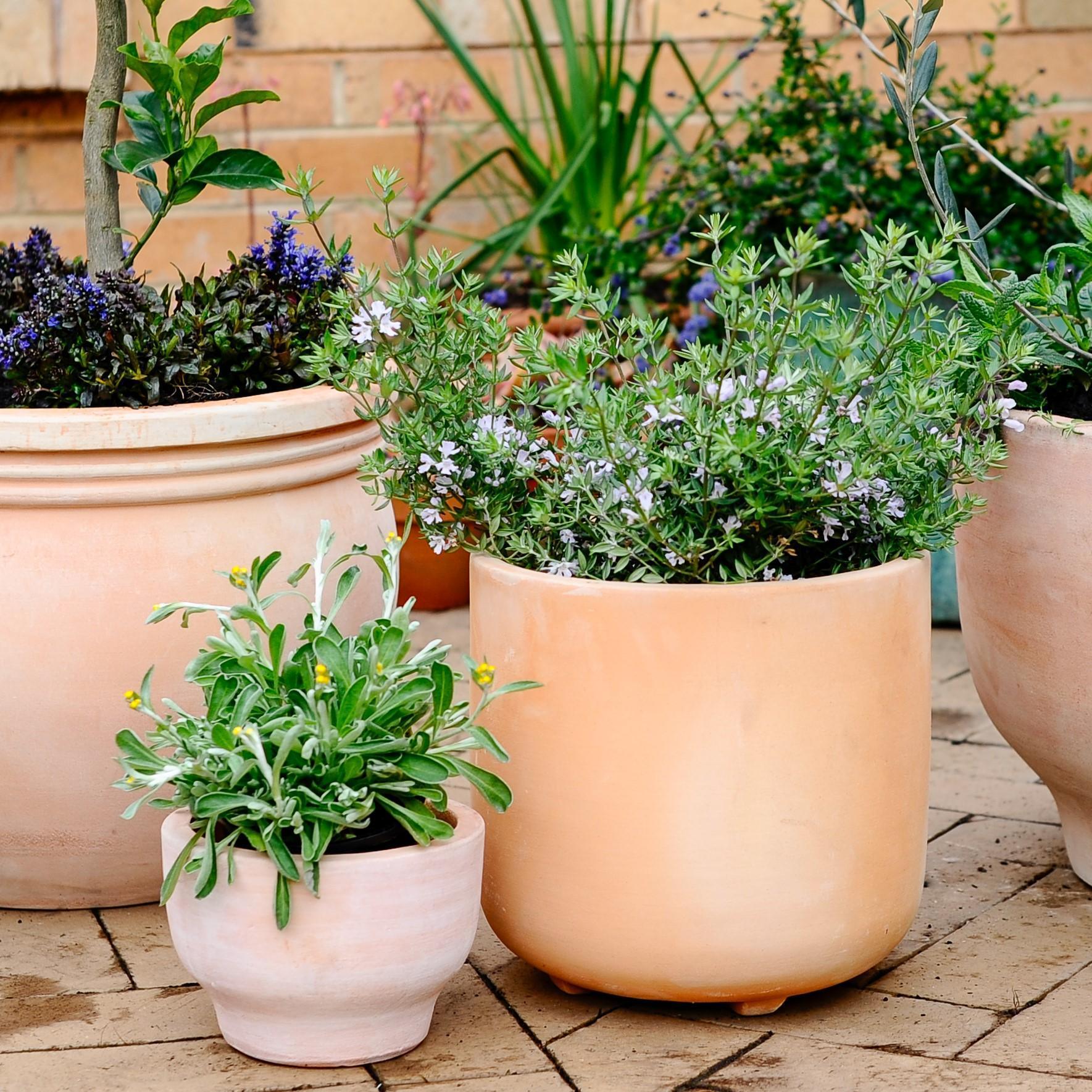 Terracotta Collection by The Plant Society - THE PLANT SOCIETY
